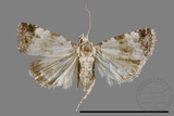 ǦW:Maliattha signifera