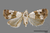 ǦW:Maliattha signifera