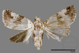 ǦW:Maliattha signifera