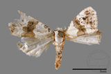 ǦW:Maliattha signifera