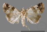 ǦW:Maliattha signifera