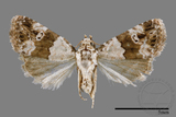 ǦW:Maliattha signifera