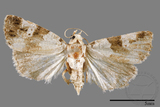 ǦW:Maliattha signifera