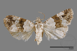 ǦW:Maliattha signifera