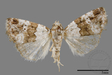 ǦW:Maliattha signifera