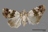 ǦW:Maliattha signifera