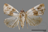 ǦW:Maliattha signifera