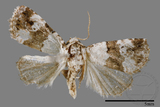 ǦW:Maliattha signifera