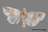 ǦW:Maliattha signifera