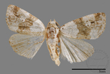 ǦW:Maliattha signifera