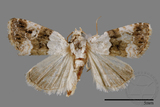 ǦW:Maliattha signifera