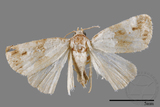 ǦW:Maliattha signifera