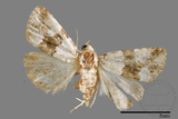 ǦW:Maliattha signifera