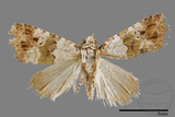 ǦW:Maliattha signifera