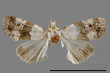 ǦW:Maliattha signifera