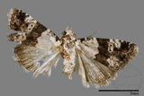 ǦW:Maliattha signifera