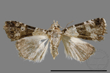 ǦW:Maliattha signifera