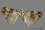 ǦW:Maliattha signifera