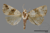 ǦW:Maliattha signifera