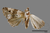 ǦW:Maliattha signifera