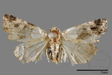 ǦW:Maliattha signifera