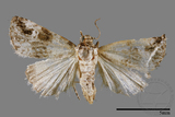 ǦW:Maliattha signifera