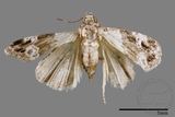 ǦW:Maliattha signifera