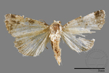 ǦW:Maliattha signifera