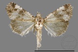 ǦW:Maliattha signifera