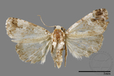 ǦW:Maliattha signifera