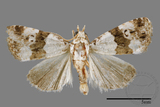 ǦW:Maliattha signifera