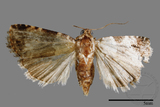 ǦW:Maliattha signifera