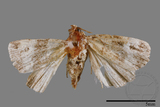 ǦW:Maliattha signifera