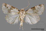 ǦW:Maliattha signifera