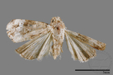 ǦW:Maliattha signifera