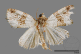 ǦW:Maliattha signifera