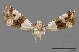 ǦW:Maliattha signifera