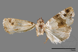 ǦW:Maliattha signifera