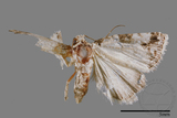 ǦW:Maliattha signifera