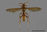 ǦW:Polistes formosanus