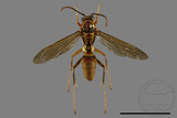 ǦW:Polistes formosanus