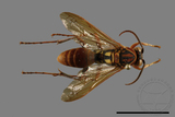 ǦW:Polistes formosanus