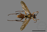 ǦW:Polistes formosanus