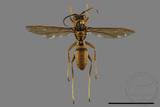 ǦW:Polistes formosanus