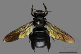 ǦW:Xylocopa tranquebarorum