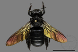 ǦW:Xylocopa tranquebarorum