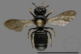 ǦW:Ceratina sp.