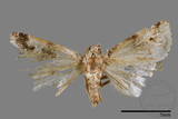 ǦW:Maliattha signifera