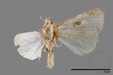 ǦW:Maliattha signifera