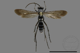 ǦW:Pompilidae sp.